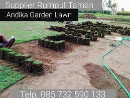 Menjual rumput dalam bentu biji / benih untuk lapangan, taman, area penghijauan kebun, penghijauan bukit dll. Jual Rumput Jepang Jogja Wa 62 857 3259 0133 Andika Garden Lawn Rumput Taman Jepang