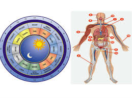 மனித உடல், உடற் பகுதி, மனித உடல் பாகங்கள். à®à® à®à®³ à®à®à®² à®² à®à®¨ à®¤ à®à®± à®ª à®ª à®à®° à®¯ à® à®à®¯à® à® à®µà®¤ à®² à®² à®à®© à®ªà®¤ à®à®± à®¯ à®µ à®£ à® à®® à®à®ª à®ª à®à®¤ à®ªà® à® à® The Chinese Clock Never Made Mistake Find Out Which Organ In Your Body Does Not Work