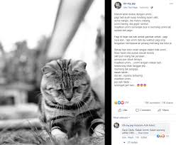 Contextual translation of tak perasan into english. Famous M Sian Cat Jep Gets Run Over By Car He Was Napping Under Countless Tributes Pour In