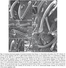 Image result for Desmodium subsecundum