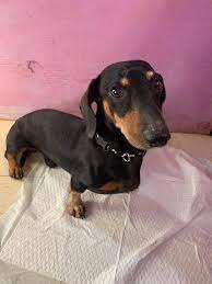 Dachshund puppies for sale select a breed. Chapman S Dachshund Rescue