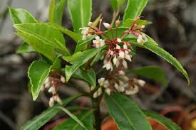 Ardisia crenata