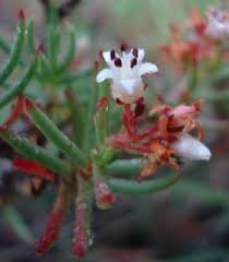 Image result for Crassula sarcocaulis