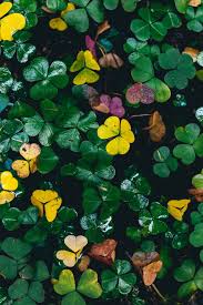 Pin On Green Photos