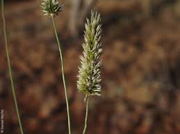 Image result for Enneapogon