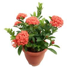 Image result for Ixora coccinea