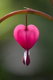 Bleeding Heart Bleeding Heart Flower Phone Wallpaper Bleeding Heart Flower