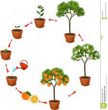 Plant Growing From Seed To Orange Tree Life Cycle Plant Download From Over 65 Million High Quality Stock Photos I Tree Life Cycle Growing Seeds Life Cycles