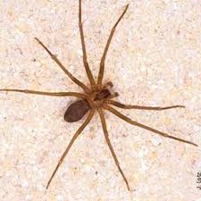Pin On Home Outdoors