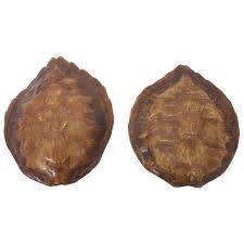 Choose your favorite tortoise shell designs and purchase them as wall art, home decor, phone cases, tote bags, and more! Rare Pair Of Vintage Turtle Shell Sconces For Sale At 1stdibs
