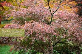 Maybe you would like to learn more about one of these? Acer Palmatum Shira Stock Photo By Jonathan Buckley Image 1362868