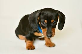 Our last name is myers! Dachshund Colors And Patterns With Pictures Planet Doxie