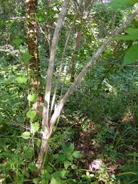 Image result for Rytigynia umbellulata