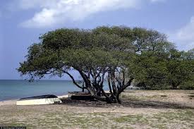 Mancinella tree, deadliest in the world | amazing.zone