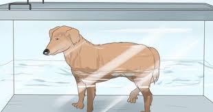 How To Heal A Torn Dog Acl Without Surgery Torn Acl In Dogs Cruciate Ligament In Dogs Dog Leg