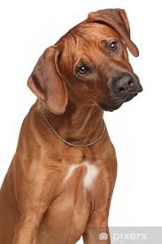Image result for rhodéský ridgeback
