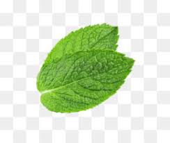 mint png peppermint mint leaves mint leaf mint chocolate mint candy mint color mint frame mint plant mint drawing mint illustration mint ice cream cartoon mint breath mint cleanpng kisspng mint png peppermint mint leaves