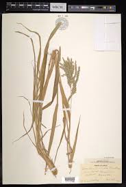 Image result for Urochloa oligotricha