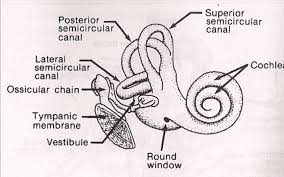 the inner ear cochlea is where transduction takes place