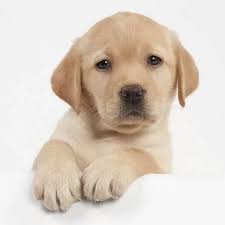 Choisissez parmi 3 019 des contenus premium labrador puppy de la plus haute qualité. Dog Yellow Labrador Puppy Peaking Over Edge Manipulation