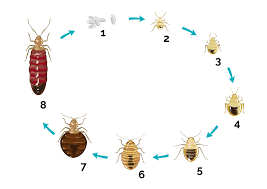 Welche parasiten beim menschen vorkommen und wie sie sich davor schützen, erfahren sie hier. Wie Erkenne Ich Bettwanzen Thermo Bug