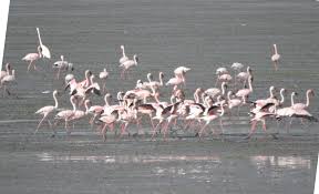 Sewri Flamingo Point Bombay - Wikipedia