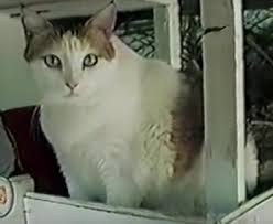 Maggie the kelpie, an australian dog that was possibly the oldest canine in the world, has died. Creme Puff Cat Wikipedia