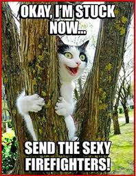 Crazy Cat Waiting For Firefighters Funny Cat Photos Crazy Cats Cute Funny Animals
