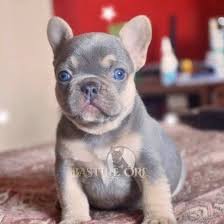 French bulldog, french bulldog, french bulldog. Bastilleorefrenchies On Twitter Gorgeous True Lilac French Bulldog Puppy She Is My Love