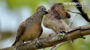 Pengen punya ayam bakat juara dari pacekan yang punya rekor banyak menang? Primbon Kejawen Burung Perkutut Berdasarkan Katuranggan Dan Mathi Hewanpedia