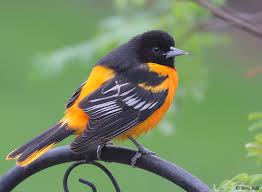 A female baltimore oriole in the process of building its unique hanging nest. Baltimore Oriole Photos Photographs Pictures