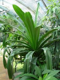 Image result for Pandanus sp. B