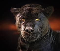 Panther animal black feline leopard zoo cat jaguar wild. Royalty Free Black Panther Photos Free Download Pxfuel