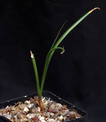 Image result for Crinum lugardiae