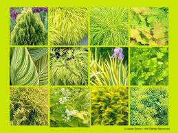 It is the perfect plant for dark areas of dry shade. Color Garden Design Colour Chartreuse Yellow Green Lime Leaves Foliage Shade Shady Janet Davis Explores Colour