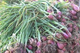 Mahalnya harga bawang merah di pasaran lantaran keberadaannya sangat dibutuhkan oleh masyarakat. Cara Menanam Bawang Merah Di Pot Atau Polybag