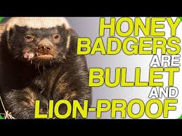 This nonfiction reader compares and contrasts two ferocious mammals. Honeybadger The Most Badass Animal On The Planet