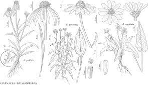 Illustration Echinacea Pallida Flower Drawing Design Flower Drawing Illustration