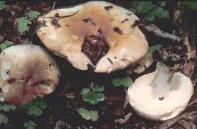 Image result for Russula compacta