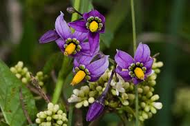 Image result for Solanum tettense