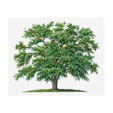 Image result for Strychnos lucens