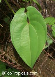 Image result for Dioscorea alata