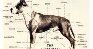 Physical Characteristics Of The American Staffordshire Terrier Staffordshire Terrier Pitbull Terrier American Staffordshire Terrier