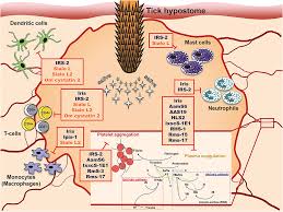 But unlike the many, more common antiviral drugs that can. Frontiers Protease Inhibitors In Tick Saliva The Role Of Serpins And Cystatins In Tick Host Pathogen Interaction Cellular And Infection Microbiology