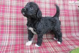 You Ll Love This Male Portuguese Water Dog Puppy Looking For A New Home Portuguese Water Dog Portugese Water Dogs Portuguese Water Dog Puppy