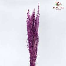 Image result for Agrostis products