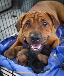 Search for animal shelters and rescues near lake charles, louisiana to help find dogs and cats for adoption. Black Dog Animal Rescue