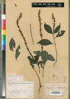 Image result for Brachystephanus