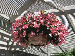 The best flowers for pots in full sun 20 photos. The Best Flowers For Container Gardens Hgtv