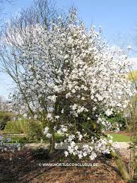 Leuk in een pot op terras of balkon aantrekkelijk voor vlinders. Magnolia X Kewensis Wada S Memory Bladplanten Sierboom Magnolia